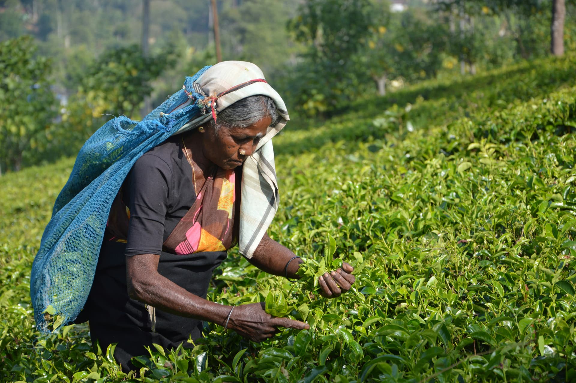 Sri Lanka — Tra piantagioni di thè e safari